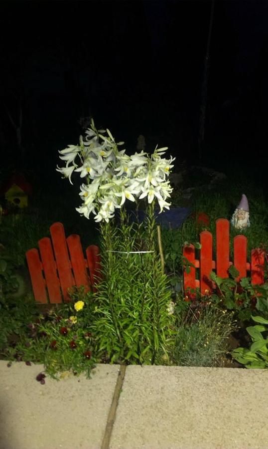 Апартаменты Apartments Dedeic Жабляк-19